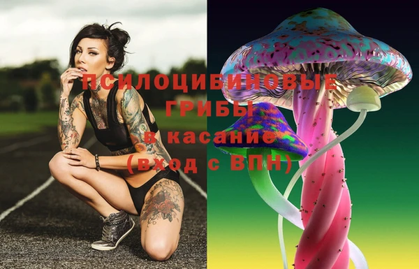прущие грибы Ачинск